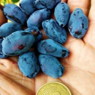 Саджанець Жимолость їстівна Блю Треже